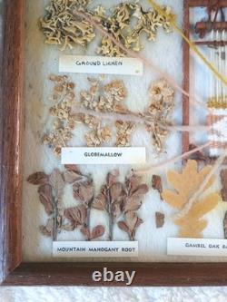 Navajo Dye Chart Framed Native American Style Art 12 Plants 11-1/2 x 14-3/4